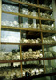 cambodia - killing fields stupa.jpg